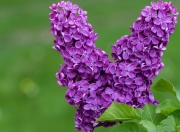 雷火电竞app-东方与西方的篮球对话，当杜兰特用无解单打撕开中国篮球的防线