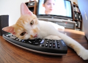 雷火电竞主播-弗拉霍维奇神奇绝杀！利物浦压哨力克塞内加尔，关键先生改写比赛命运