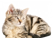 雷火电竞官网-1.一剑封喉！努涅斯93分钟绝杀 巴黎惊险逆转亚特兰大