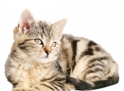 雷火电竞官网-1.一剑封喉！努涅斯93分钟绝杀 巴黎惊险逆转亚特兰大